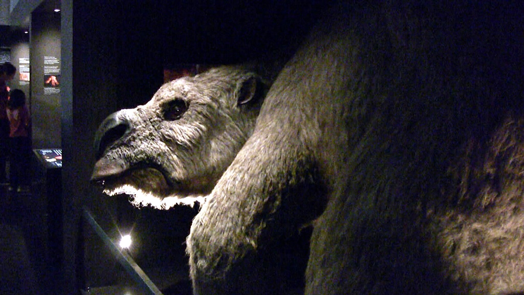 Stuffed Giant Diprotodon (extinct)